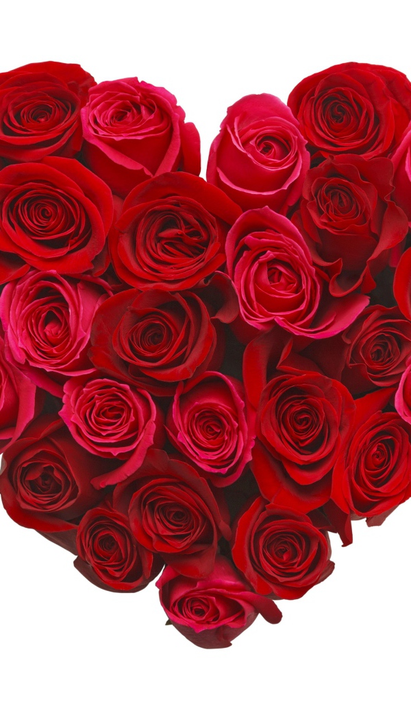 Сердце из красивых красных роз на белом фоне