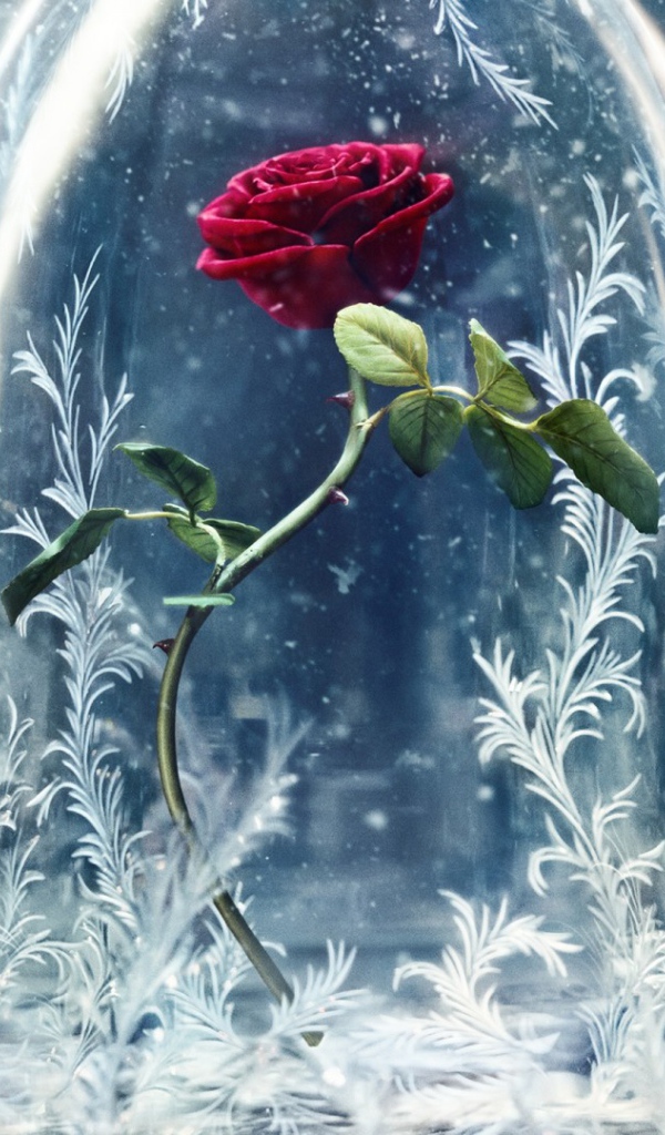 Алая роза фильм Красавица и чудовище 2017 