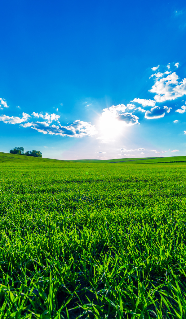 Зеленое поле под ярким солнцем в красивом голубом небе