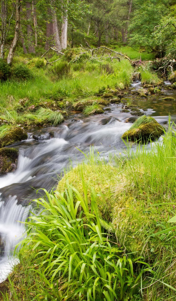 Сиреневый цветок растет на берегу у лесного ручья