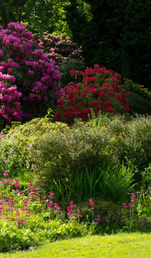Красивые цветущие кусты роз в парке 