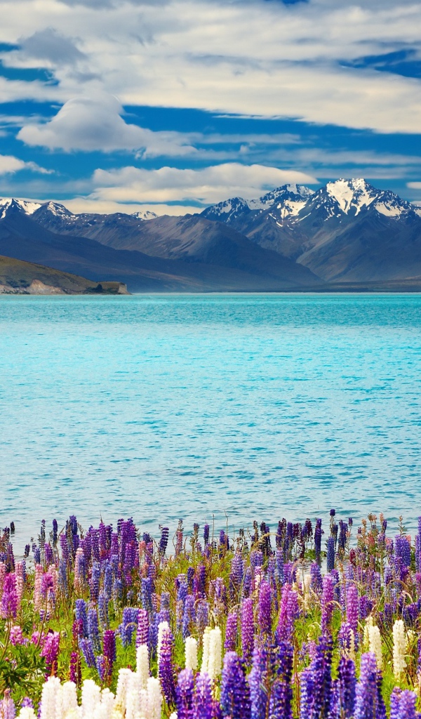 Красивые цветы на берегу озера Текапо на фоне гор, Новая Зеландия
