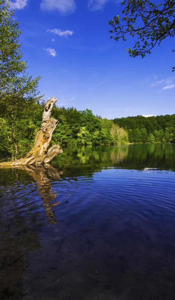 Красивая природа у озера в солнечный день