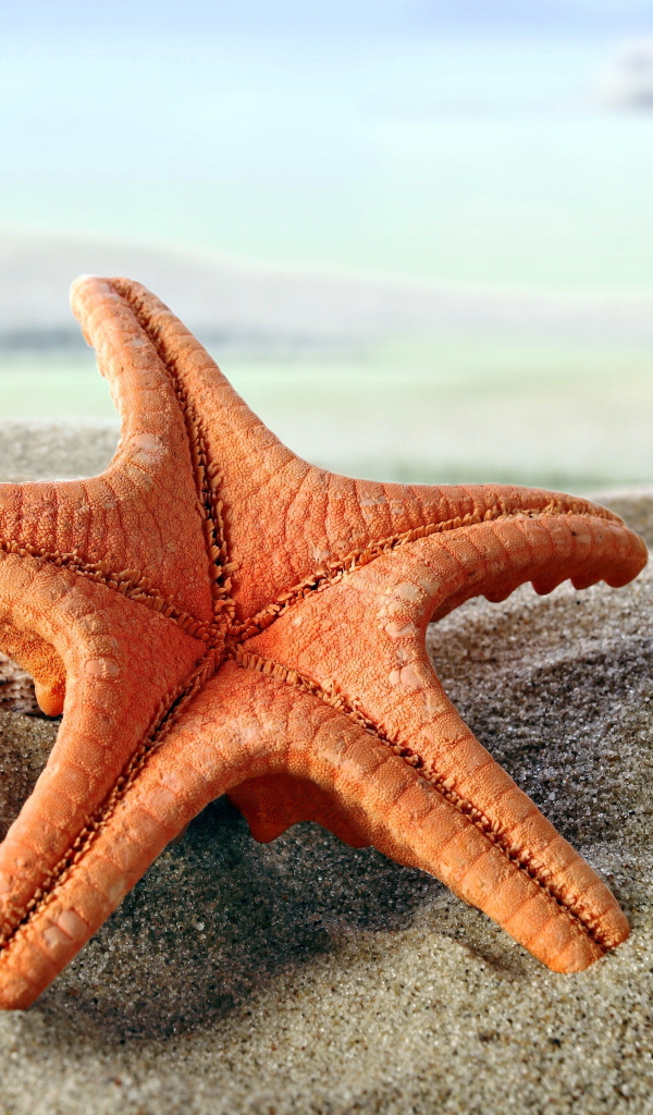 Красивая морская звезда и ракушки на песке