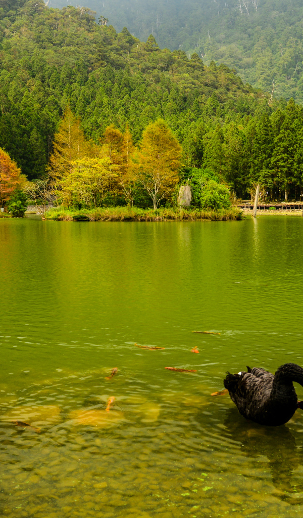 Черные лебеди в пруду на фоне красивого зеленого леса, Япония