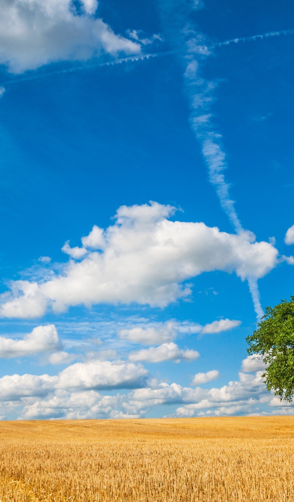 Голубое небо с белыми облаками над полем пшеницы