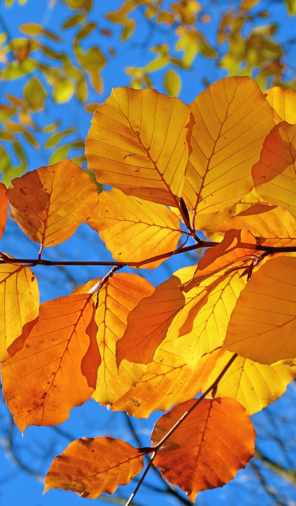 Ветка с желтыми листьями под голубым осенним небом
