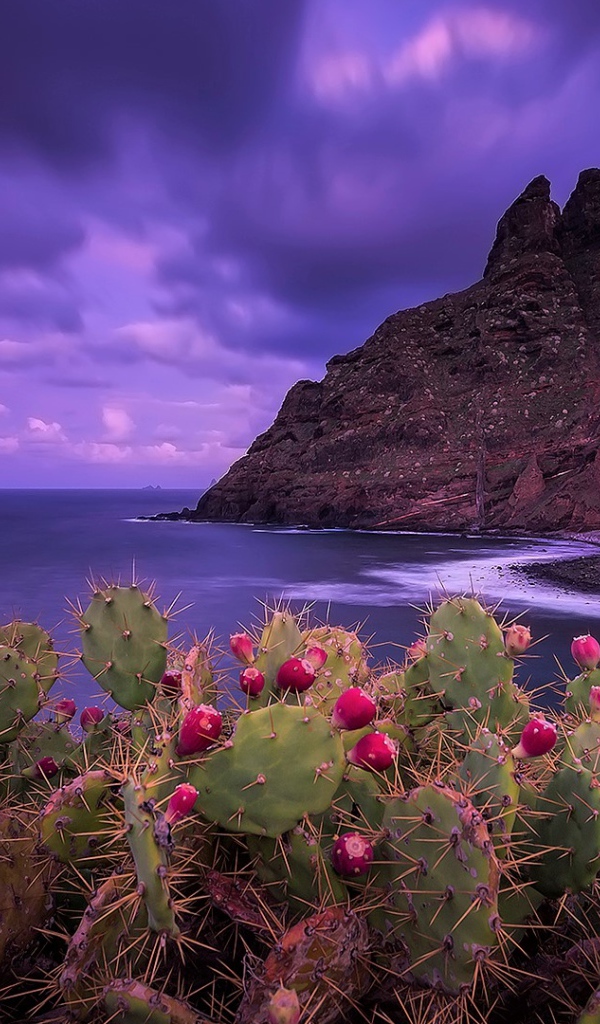Кактусы на побережье на фоне красивого фиолетового неба