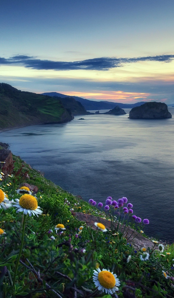 Ромашки на холме у океана 