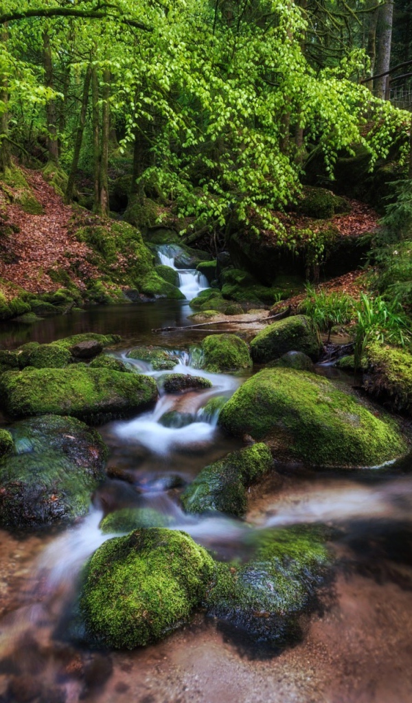 Чистый лесной ручей среди деревьев 