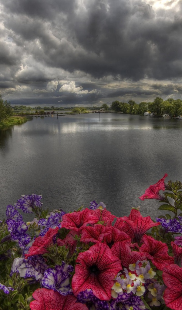 Пасмурные облака над озером с цветами на берегу 