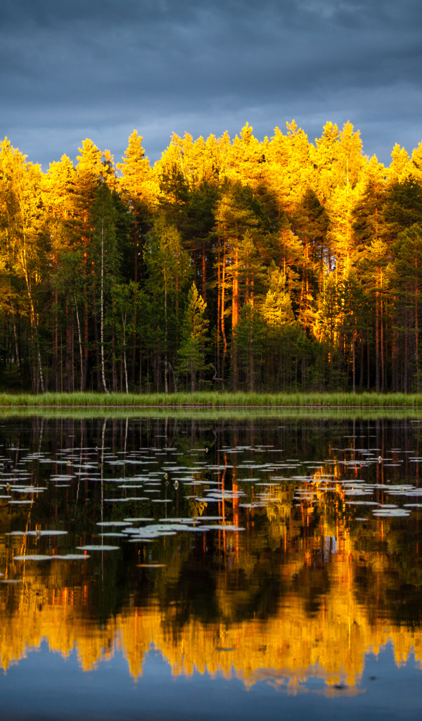 Хвойный лес отражается в чистой воде озера 