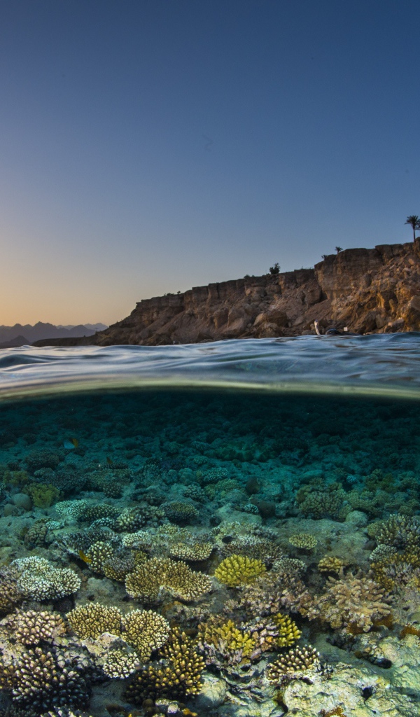 Кораллы в прозрачной морской воде в лучах солнца на рассвете