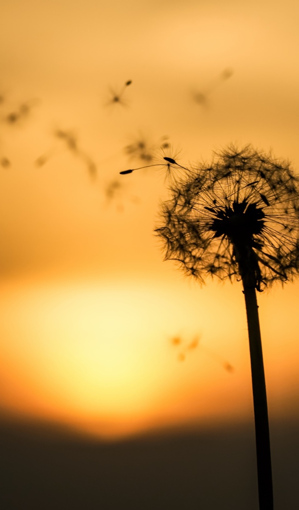 Одуванчик на закате разлетается на ветру 