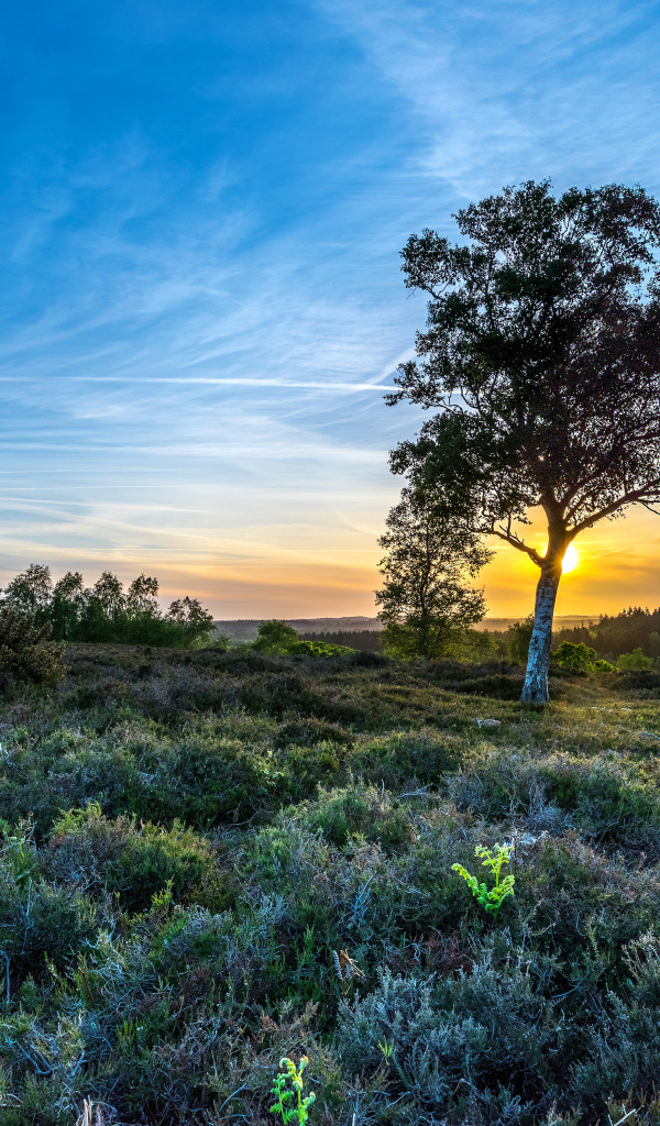 Рассвет солнца в красивом голубом небе над полем