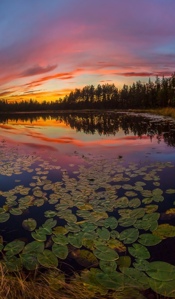 Сухая трава на берегу озера под красивым небом на закате солнца осенью