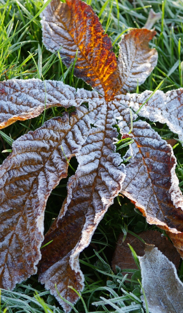 Сухой лист покрытый инеем лежит на зеленой траве