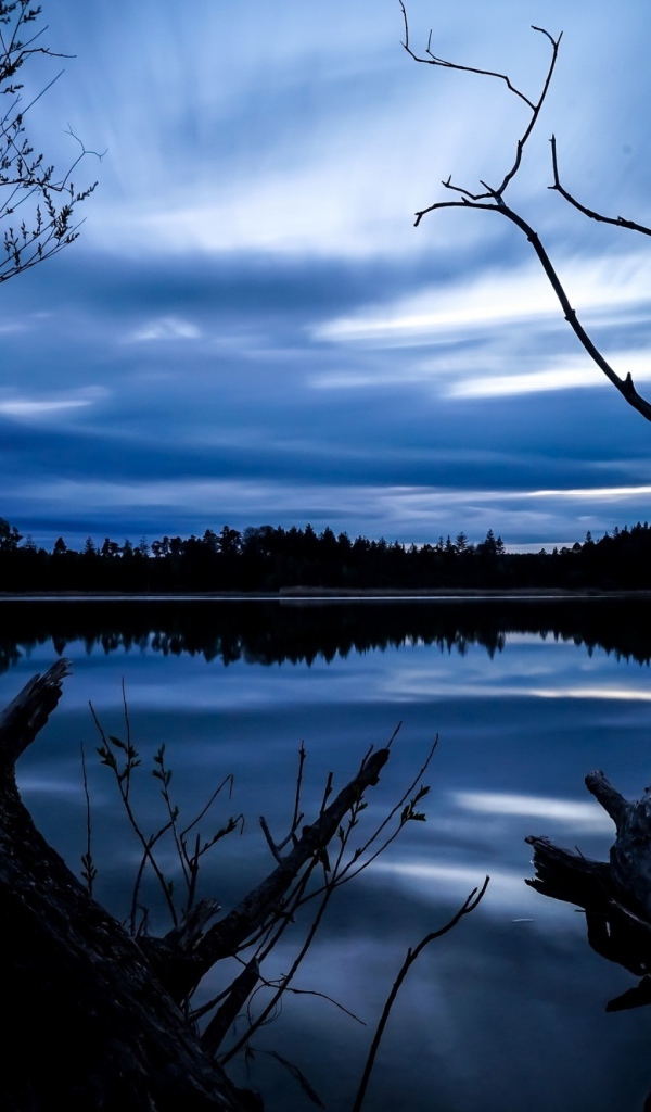 Сухое дерево у озера под красивым ночным небом
