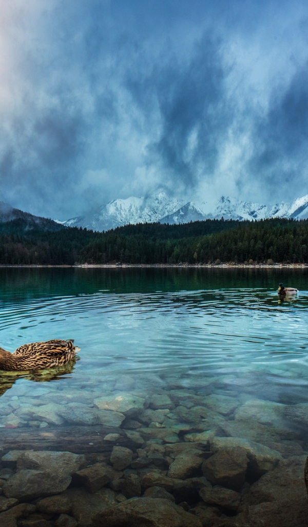 Утки плавают в чистой воде горного озера 
