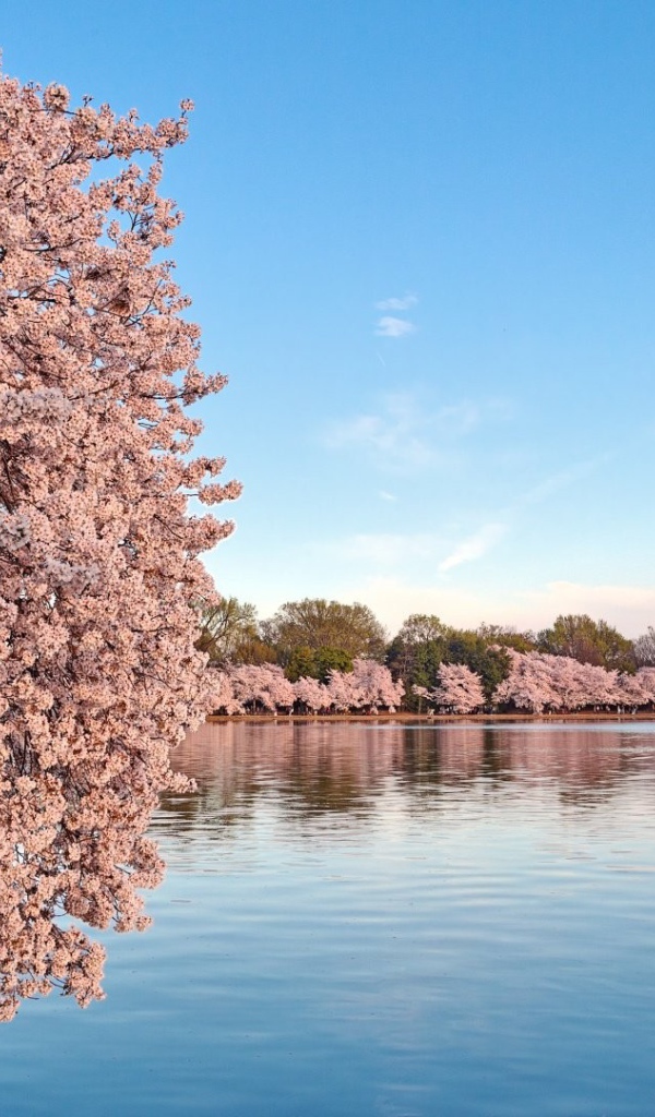 Цветущие деревья сакуры над водой 