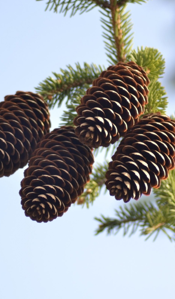 Четыре больших шишки на зеленой еловой ветке
