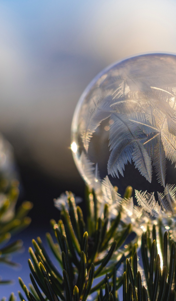 Замерзший мыльный пузырь на еловой ветке зимой