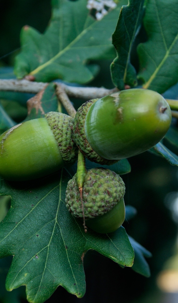 Зеленые желуди на ветке 
