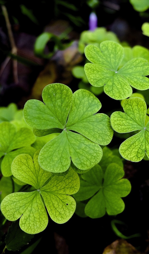 Зеленые листья клевера крупным планом