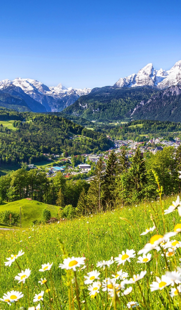 Зеленые цветущие альпийские луга на фоне заснеженных гор, Германия