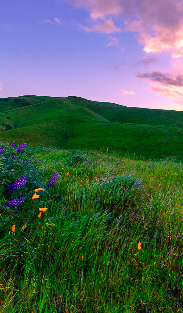 Зеленые луга, Калифорния. США 