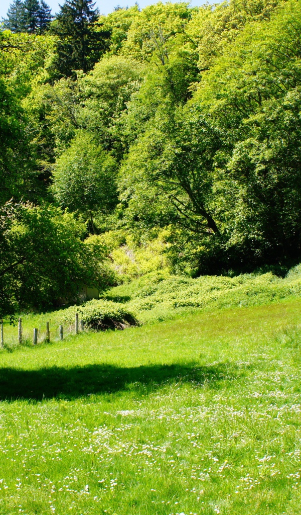 Зеленые деревья и трава летом 