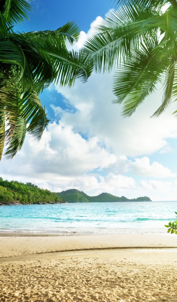 Высокие зеленые пальмы на берегу океана