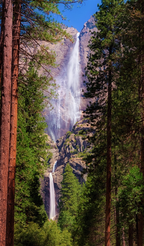 Высокие зеленые сосны на фоне утеса с водопадом