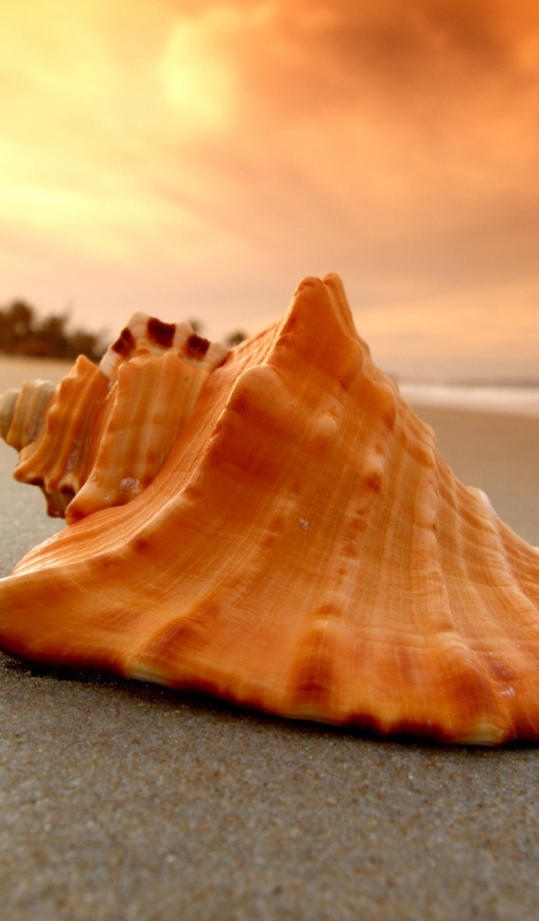 Large shell lies on hot sand at sunset