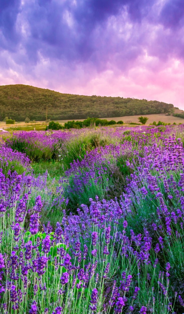 Лавандовые поля Прованса под красивым небом, Франция