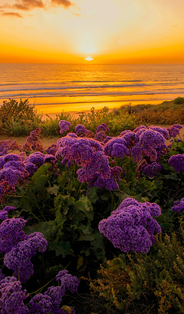 Сиреневые цветы на берегу океана на закате 