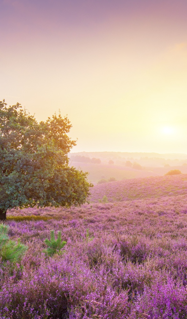 Одинокое дерево в поле с сиреневыми цветами на рассвете 