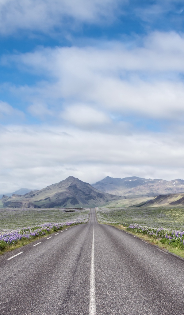 Цветы люпины у дороги под красивым небом