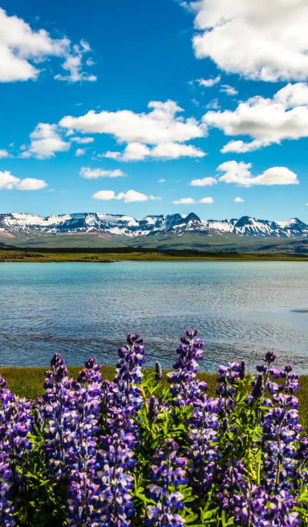 Люпины на берегу озера под красивым небом на фоне гор в Исландии