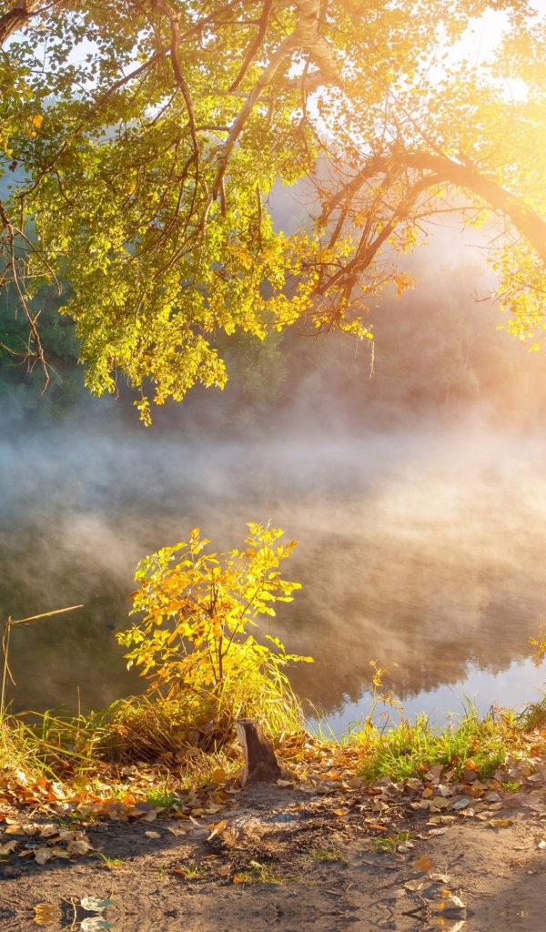 Утренний туман над рекой в лучах солнца осенью