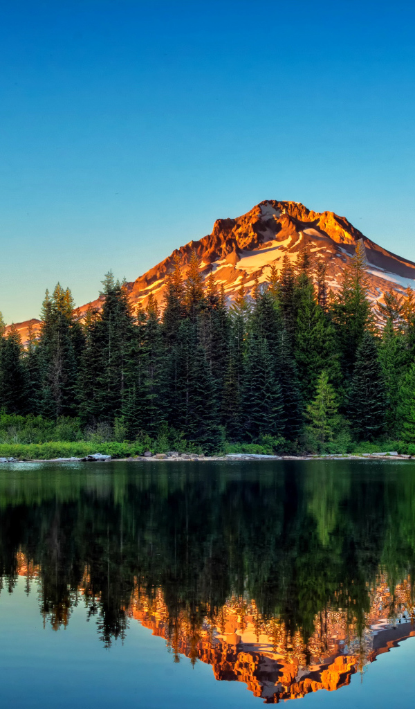 Сосновый лес и гора отражаются в воде, Йосемитский национальный парк. Калифорния 
