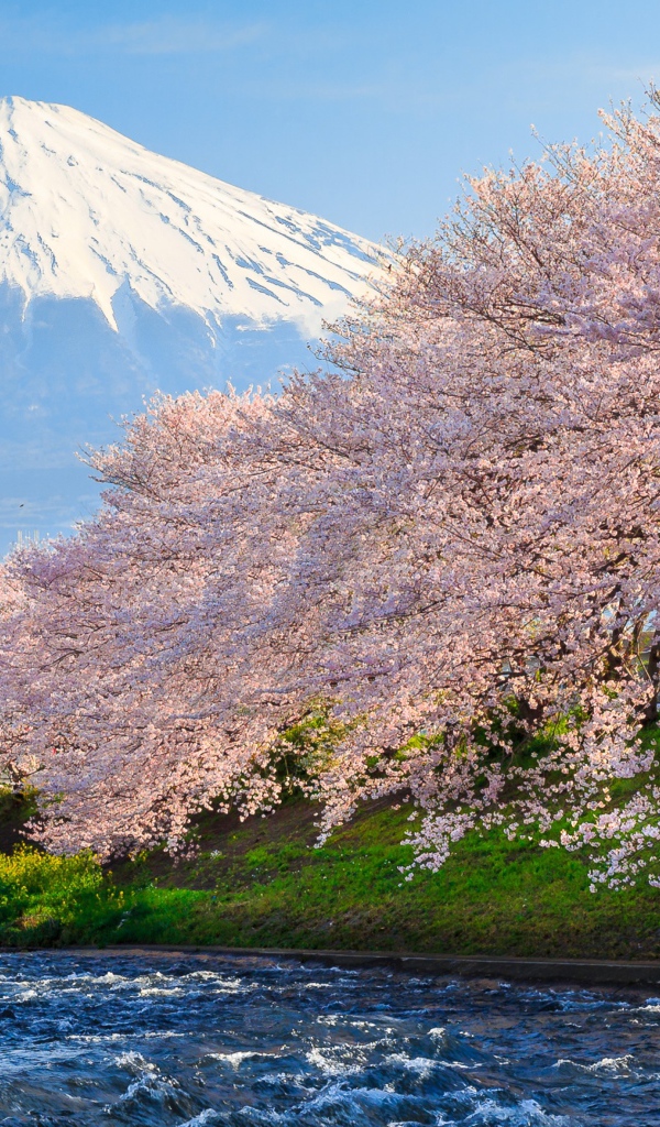 Розовые цветущие деревья сакуры у реки на фоне горы Фудзи, Япония