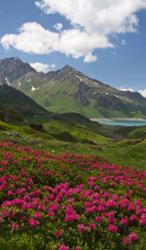 Розовые цветы рододендрон на фоне покрытых зеленью гор