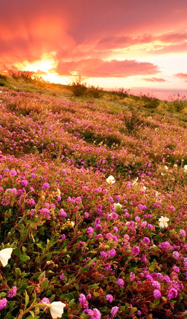 Розовые полевые цветы на фоне заката 