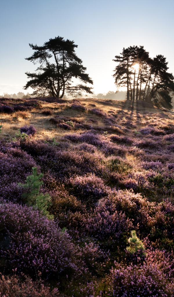 Лиловые полевые цветы и деревья в лучах солнца на рассвете