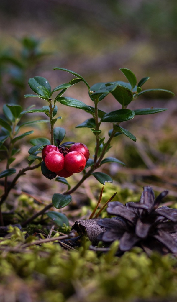 Красные ягоды клюквы на траве с сухими опавшими сосновыми шишками