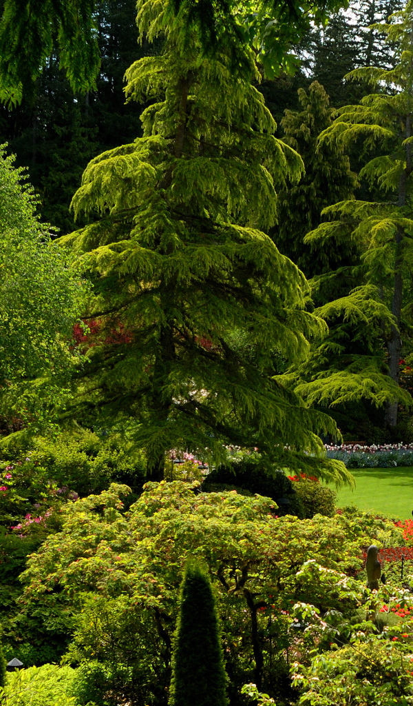 Живописный зеленый парк Канады