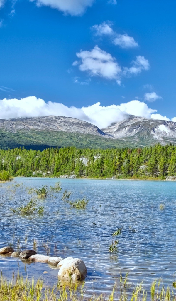 Летний пейзаж природы Аляски 