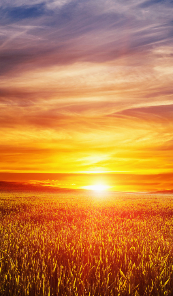 Закат летнего солнца над пшеничным полем 