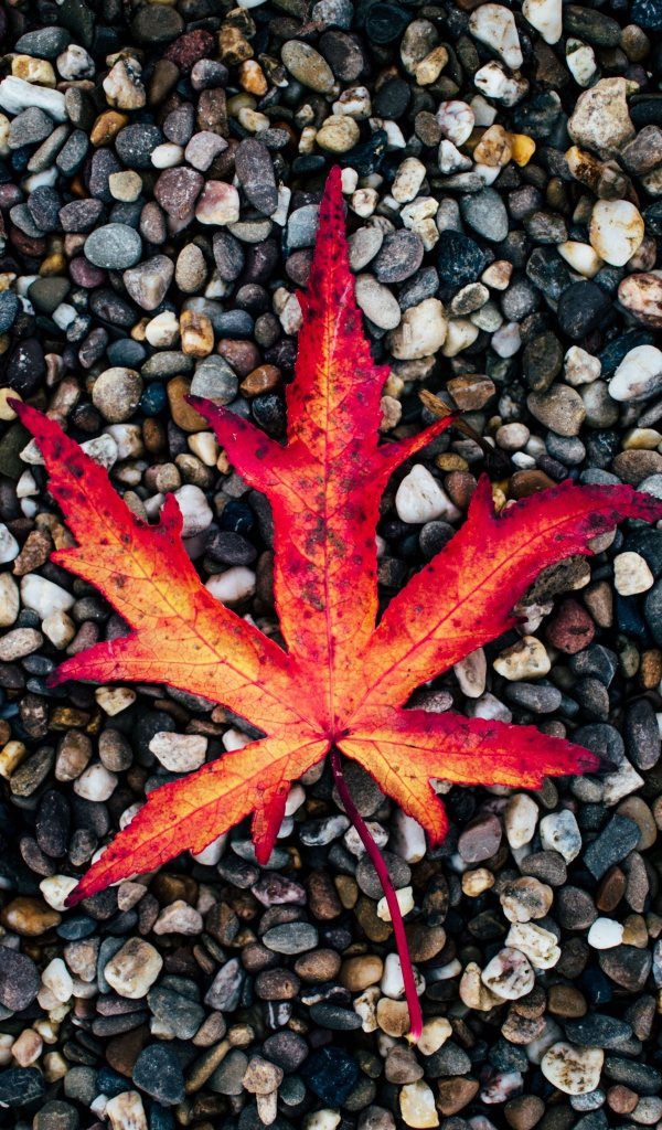 Опавший желтый лист лежит на мелких камнях